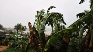 Végétation balayée par des vents violents, illustration de l’impact du cyclone Belal sur l’île de La Réunion.